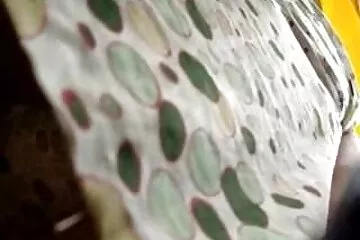 मोबाइल फोनों के लिए चुंबन पर गर्म गधा प्रसिद्ध एचडी पिक्चर सेक्सी हिंदी नाला